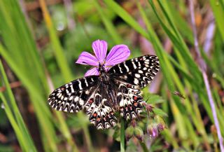 Gney Fistosu (Zerynthia polyxena)
