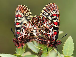 Gney Fistosu (Zerynthia polyxena)