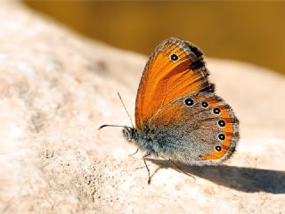 Rus Zpzp Perisi (Coenonympha leander)