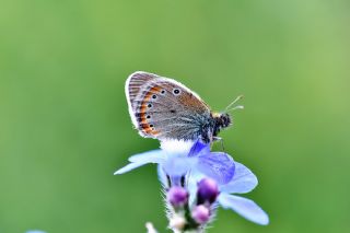 Rus Zpzp Perisi (Coenonympha leander)