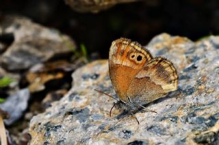 ran Zpzp Perisi (Coenonympha saadi)