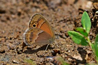 ran Zpzp Perisi (Coenonympha saadi)