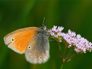 Kafkasya Zpzp Perisi (Coenonympha symphita)