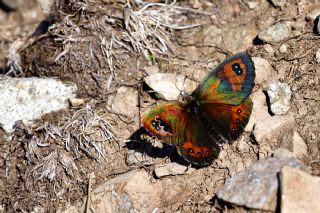 Kafkas Gzelesmeri (Erebia graucasica )