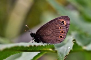 Orman Gzelesmeri (Erebia medusa )