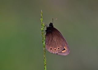 Orman Gzelesmeri (Erebia medusa )