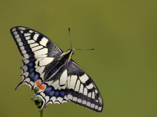 Krlangkuyruk (Papilio machaon)
