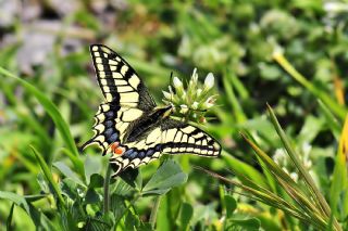 Krlangkuyruk (Papilio machaon)