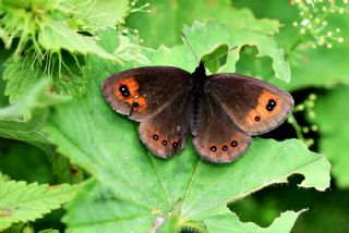 Mecnun Gzelesmeri (Erebia melancholica)