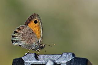 Esmerperi (Hyponephele lupina)