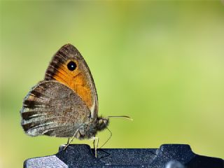 Esmerperi (Hyponephele lupina)