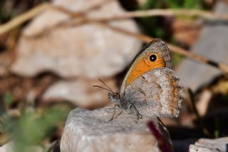 Kk Esmerperi (Hyponephele lycaon)