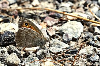 Azeri Esmerperi (Hyponephele zuvandica)