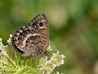Beyaz Damarl Pirireis (Satyrus amasinus)