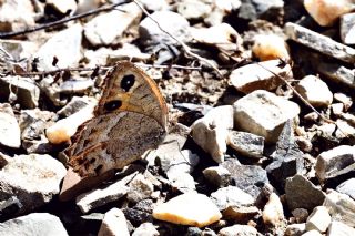 Anadolu Pirireisi (Satyrus favonius)