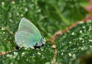 Ign Zmrt, Minikzmrt (Callophrys mystaphia)