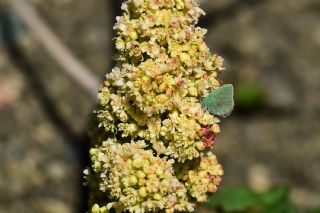 Ign Zmrt, Minikzmrt (Callophrys mystaphia)