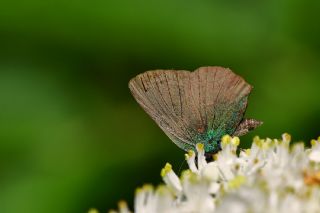 Kafkasya Zmrt (Callophrys chalybeitincta)