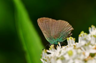 Kafkasya Zmrt (Callophrys chalybeitincta)