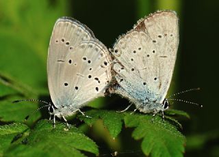 Balkan Everesi (Cupido decoloratus)