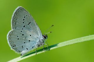 Balkan Everesi (Cupido decoloratus)