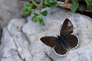 Anadolu okgzls (Polyommatus hyacinthus)