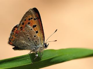 Anadolu Ate Gzeli (Lycaena asabinus)