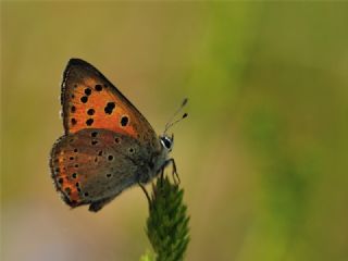 Anadolu Ate Gzeli (Lycaena asabinus)