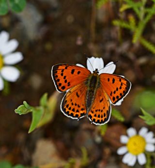 Kermanah (Lycaena kurdistanica)