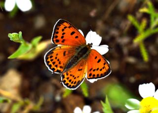 Kermanah (Lycaena kurdistanica)