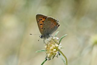 Da Atei (Lycaena thetis)