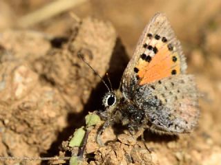 Kafkasya Gelincii (Tomares callimachus)