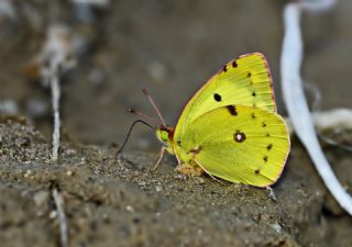 Gzel Azamet (Colias alfacariensis)