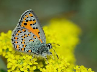 Anadolu Gelincii (Tomares nogelii)