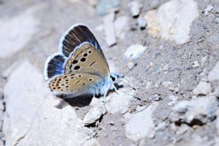 Anadolu Turan Mavisi (Turanana panagaea)
