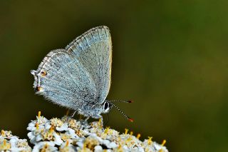 Mavi Sevbeni (Satyrium armenum)