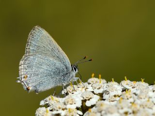 Mavi Sevbeni (Satyrium armenum)