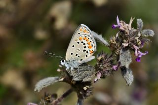 Doulu Esmergz (Plebejus carmon)