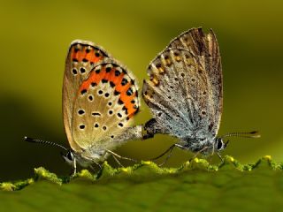 Avrupal Esmergz (Plebejus argyrognomon )