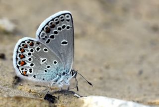 Anadolu Esmergz (Plebejus modicus)