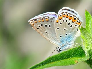 Anadolu Esmergz (Plebejus modicus)