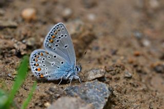 Trkmenistan Esmergz (Plebejus zephyrinus)