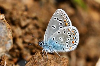 Trkmenistan Esmergz (Plebejus zephyrinus)