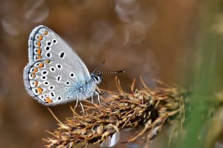 Trkmenistan Esmergz (Plebejus zephyrinus)