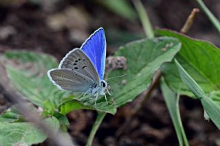 Lacivert Anadolu okgzls (Polyommatus actis )