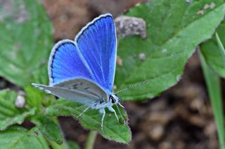 Lacivert Anadolu okgzls (Polyommatus actis )