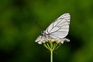 Al Beyaz (Aporia crataegi)