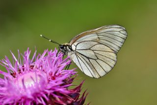Al Beyaz (Aporia crataegi)