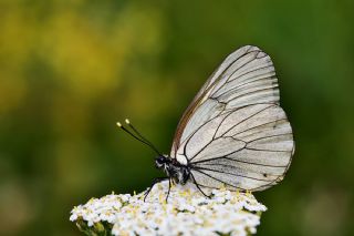 Al Beyaz (Aporia crataegi)