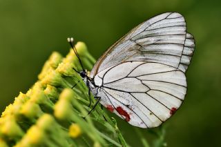 Al Beyaz (Aporia crataegi)